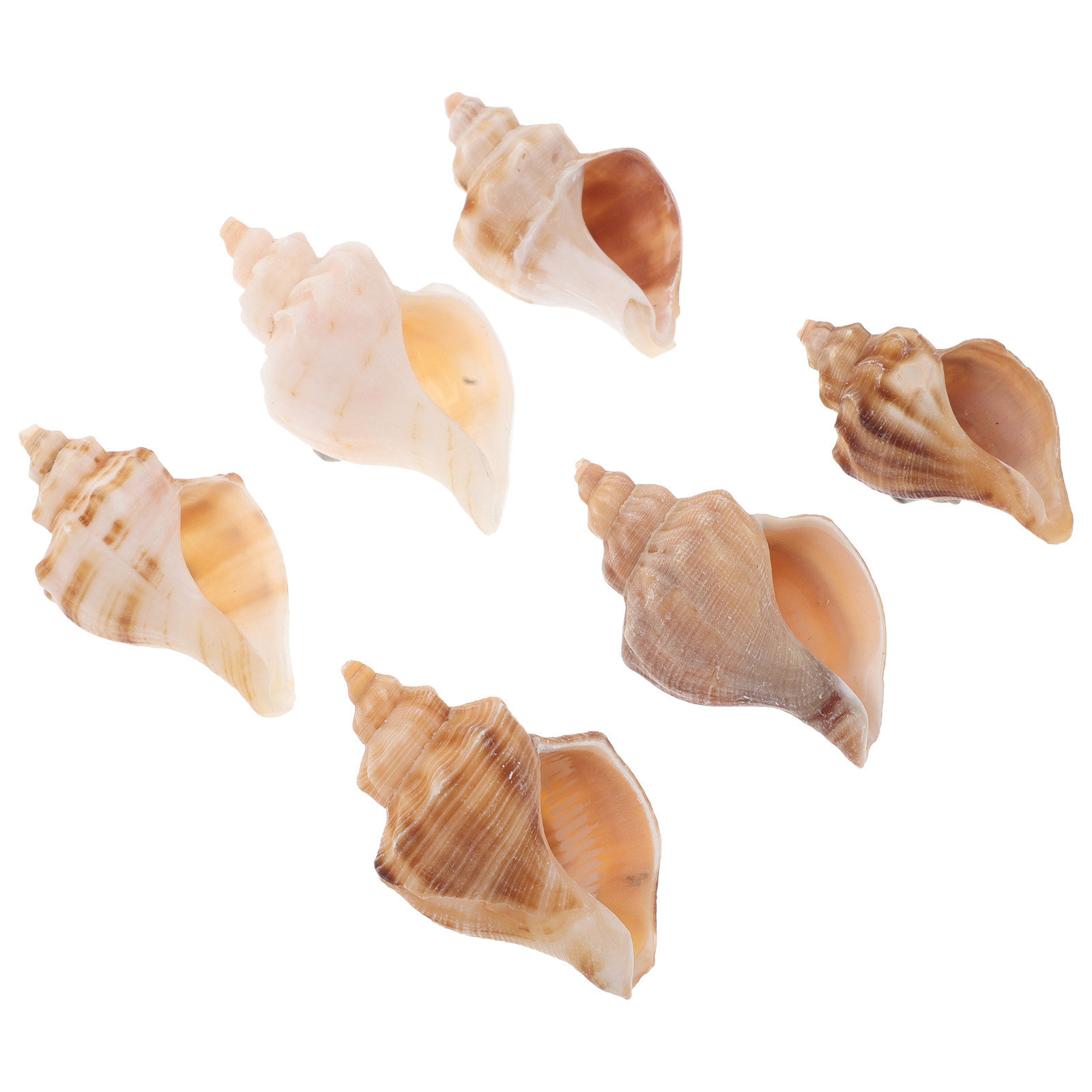 Marine Aquarium Hermit Crab - 6 Coquillages Naturels Mini Conques pour
