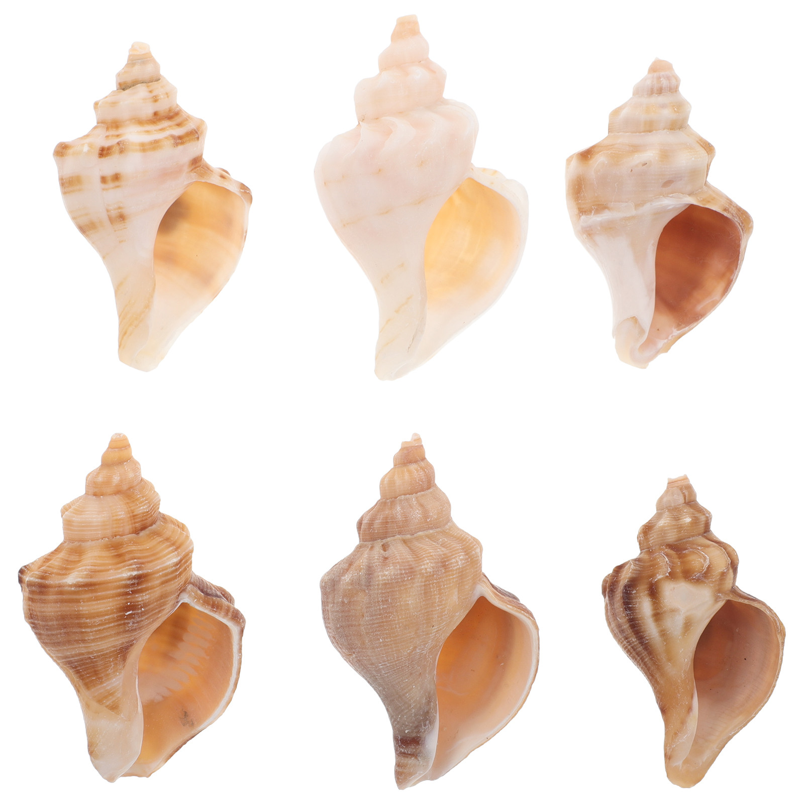 6 Coquillages Naturels Mini Co - Marine Aquarium Hermit Crab avis et prix