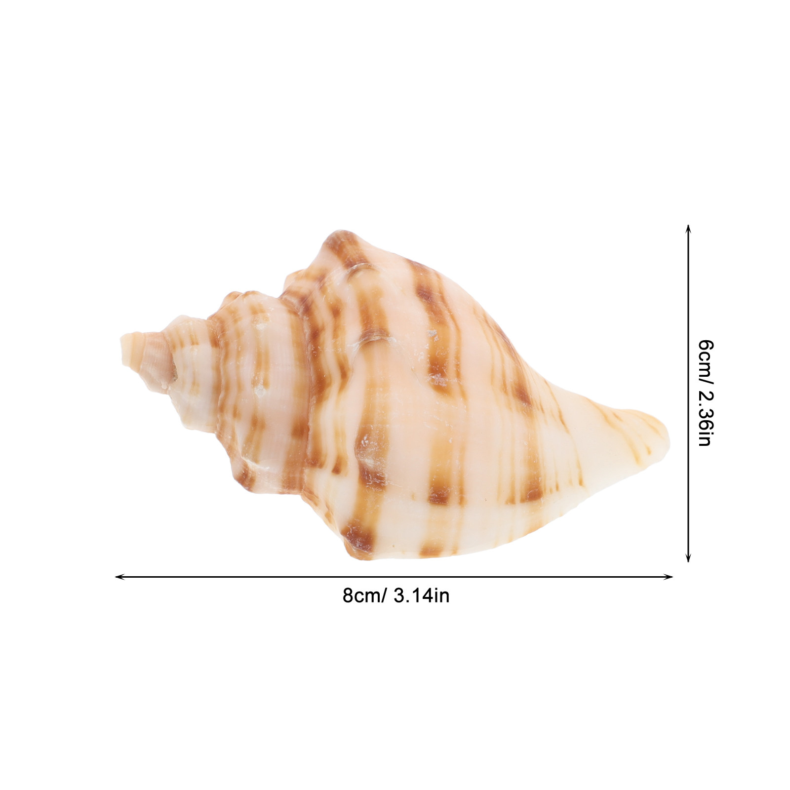 6 Coquillages Naturels Mini Co - Marine Aquarium Hermit Crab avis et prix