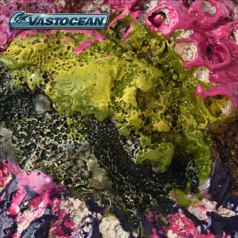 VASTOCEAN – grotte d'aquarium  - Marine Aquarium Hermit Crab avis et prix