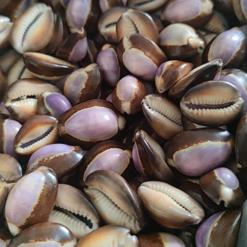 Coquille naturelle de viandeol - Marine Aquarium Hermit Crab avis et prix